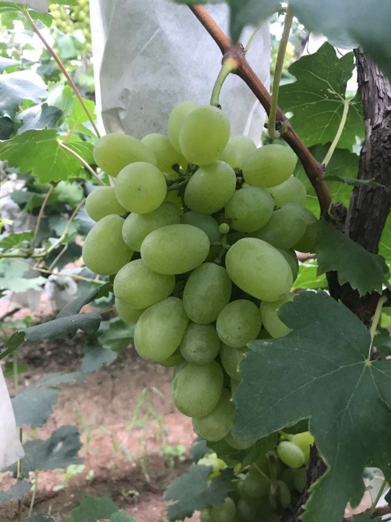 河北晋州【去皮百分之十】维多利亚葡萄商超精品