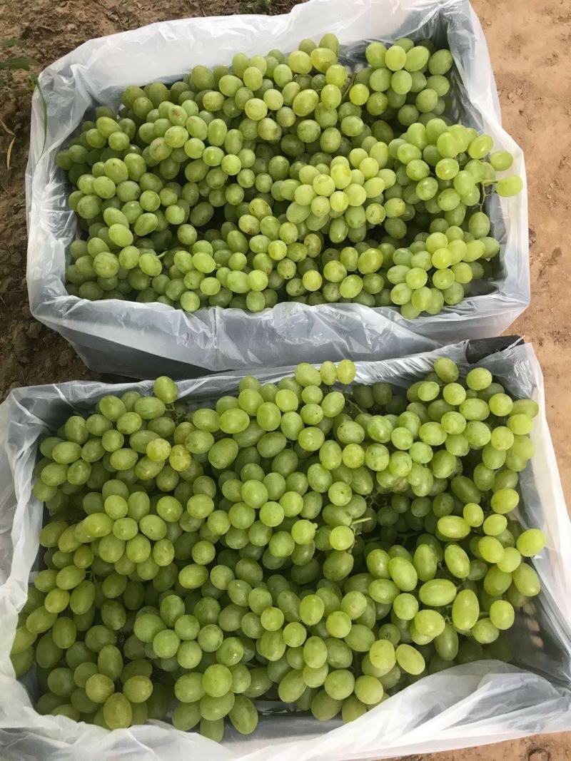 河北晋州【去皮百分之十】维多利亚葡萄商超精品