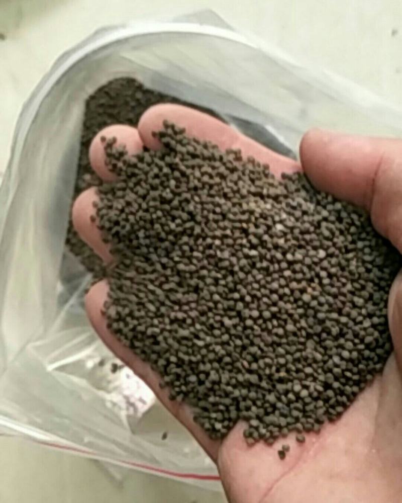 沙苑子，常年批发供应中药材，沙苑子