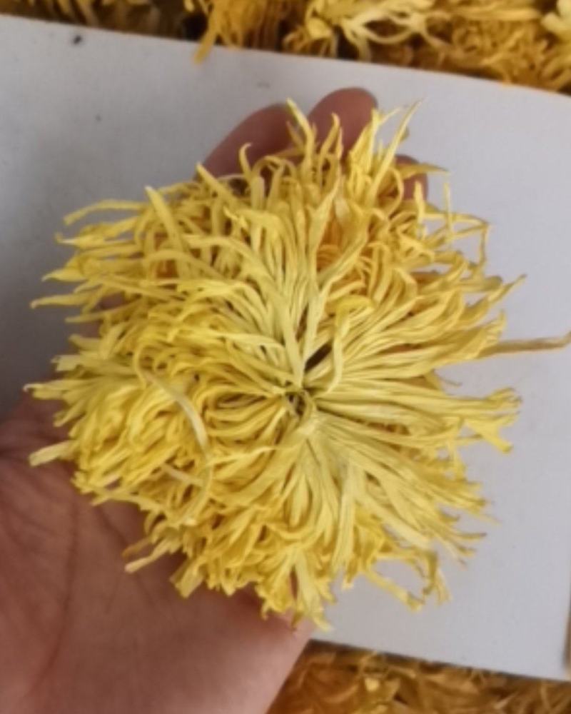 金丝皇菊各种规格大量批发零售诚信第一价格合适