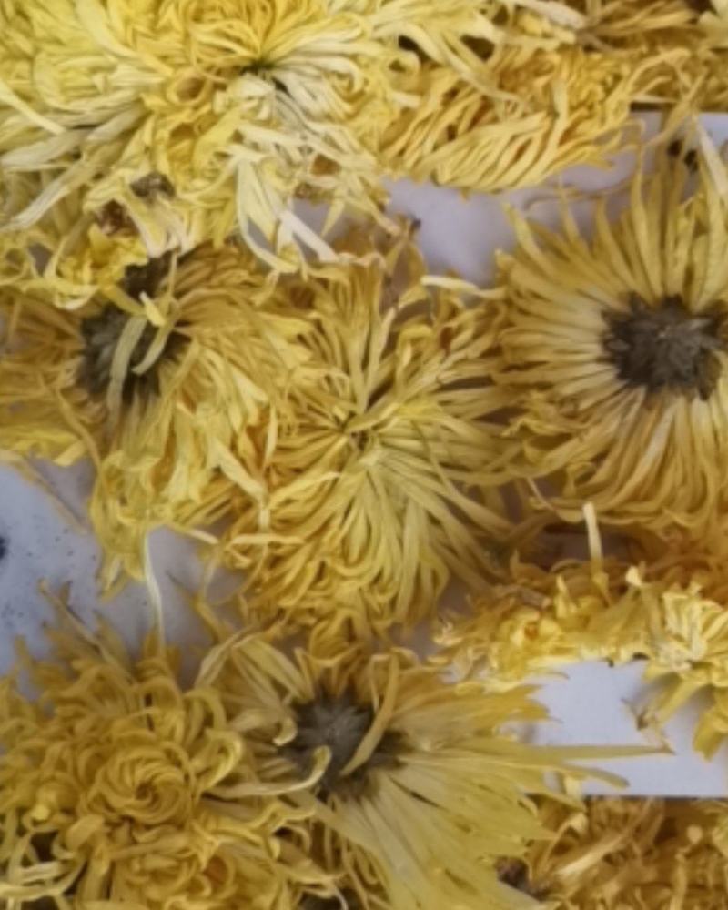 金丝皇菊各种规格大量批发零售诚信第一价格合适
