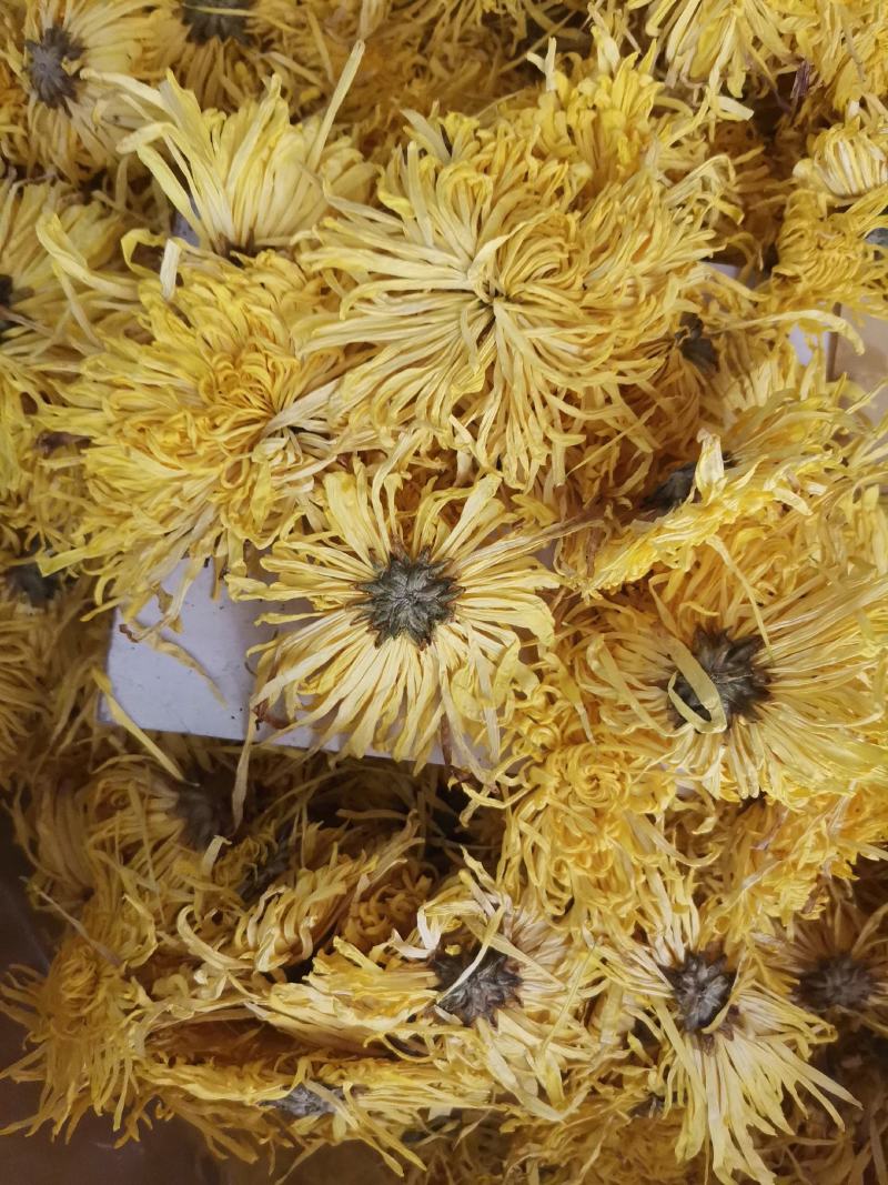 金丝皇菊各种规格大量批发零售诚信第一价格合适