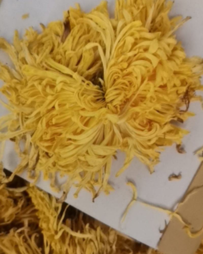 金丝皇菊各种规格大量批发零售诚信第一价格合适