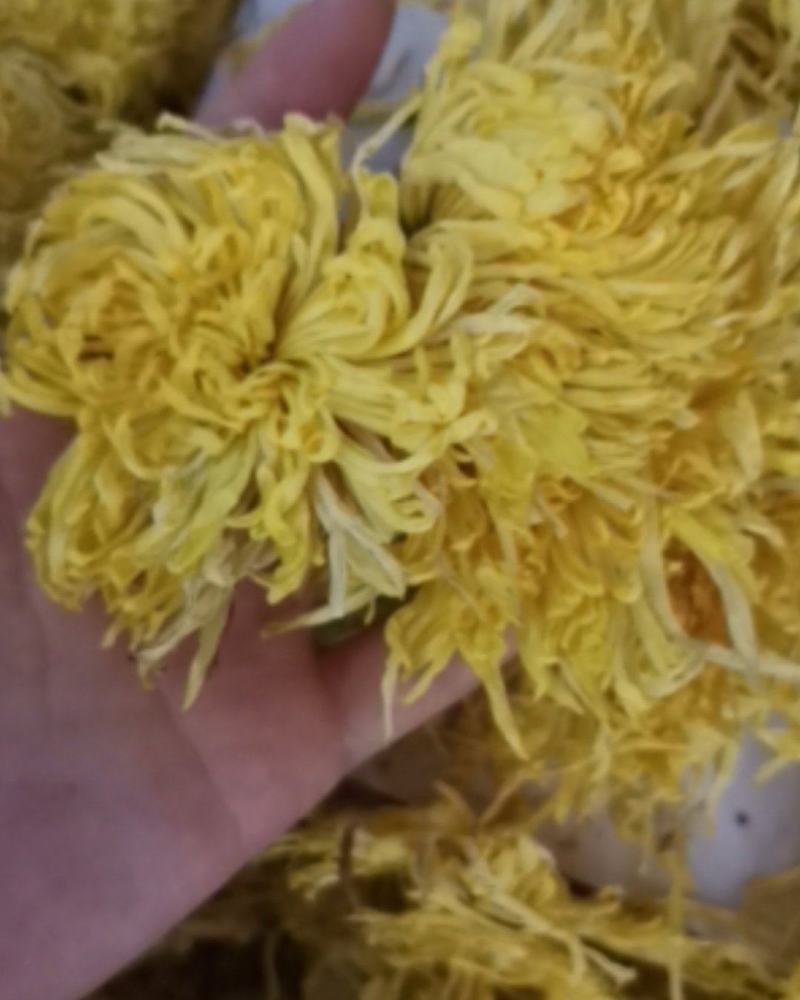 金丝皇菊各种规格大量批发零售诚信第一价格合适
