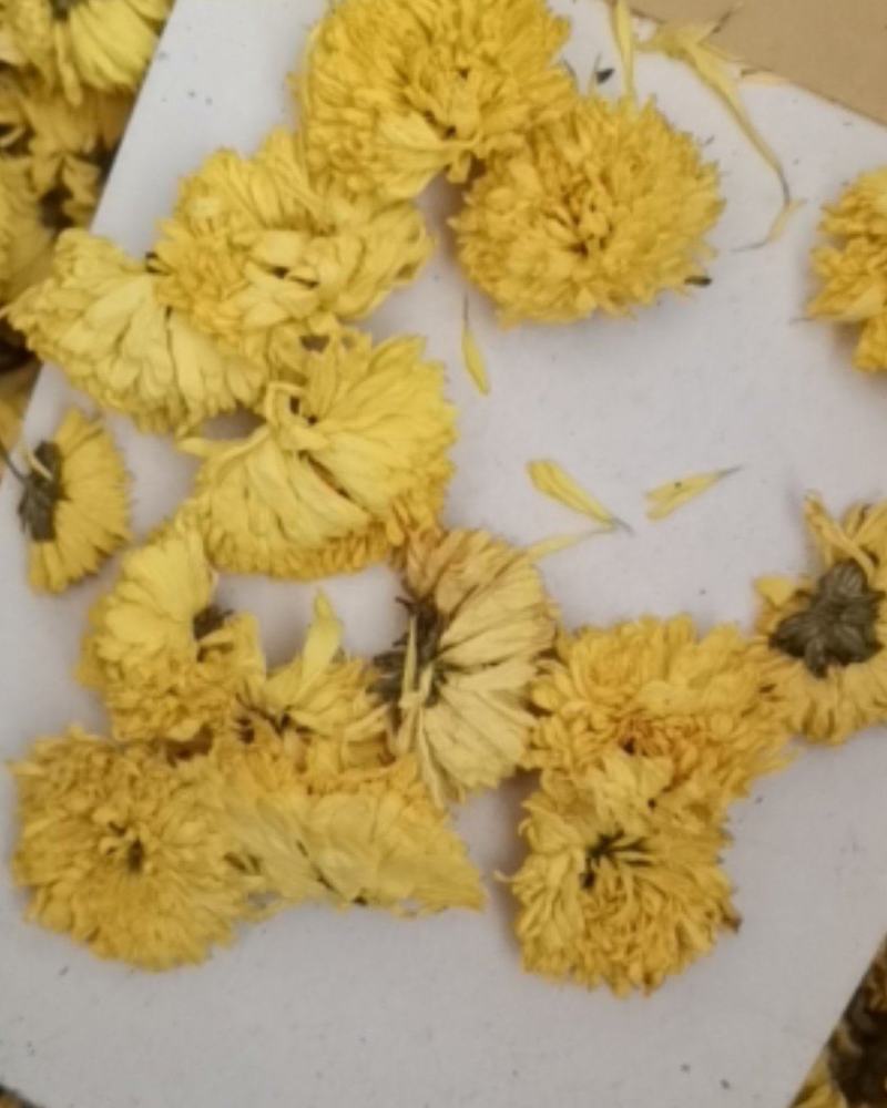 皇菊花茶大量批发零售