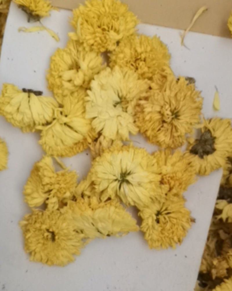 皇菊花茶大量批发零售
