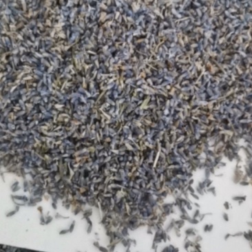 精选薰衣草大量批发零售质量保证
