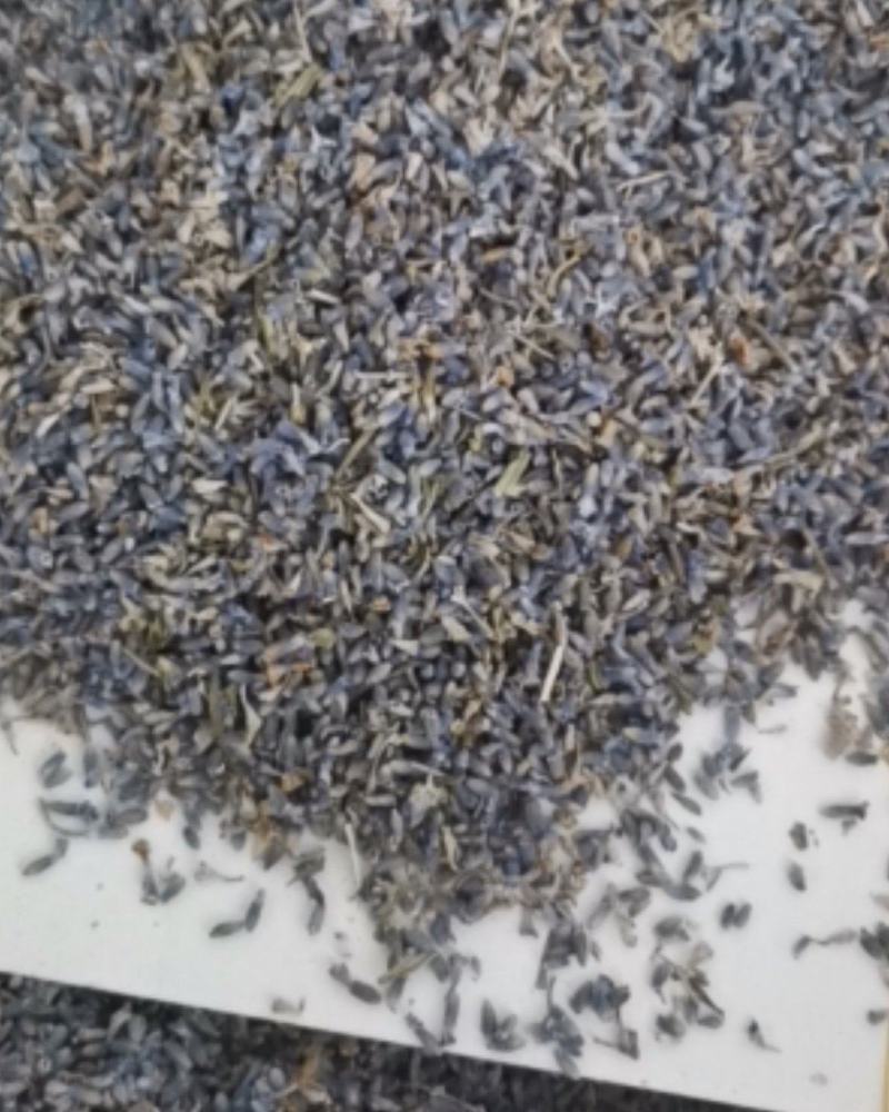 精选薰衣草大量批发零售质量保证