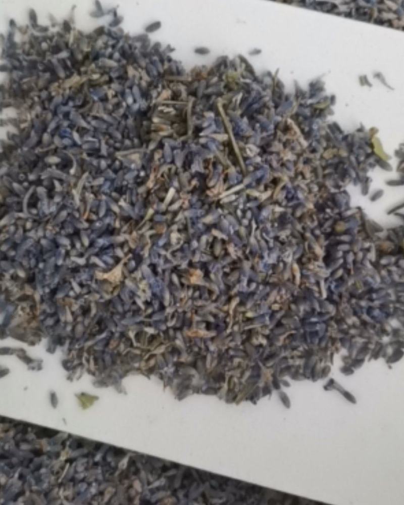 精选薰衣草大量批发零售质量保证