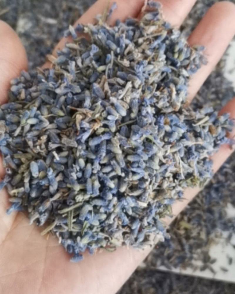 精选薰衣草大量批发零售质量保证