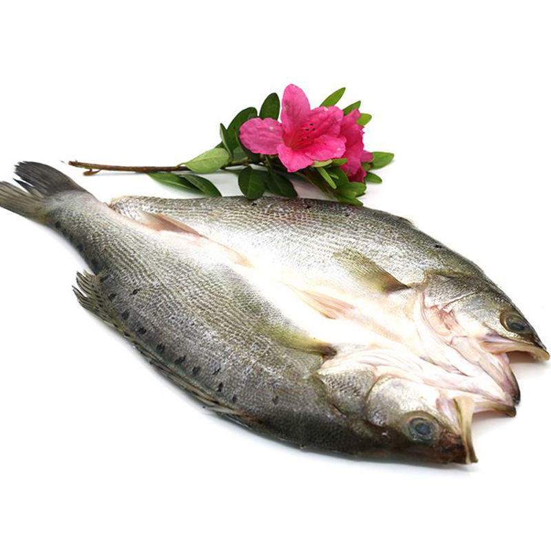 开背鲈鱼烤鱼专用海鲈鱼清蒸鲈鱼新鲜冷冻七星鲈鱼