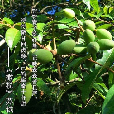诏安富硒橄榄大量现货