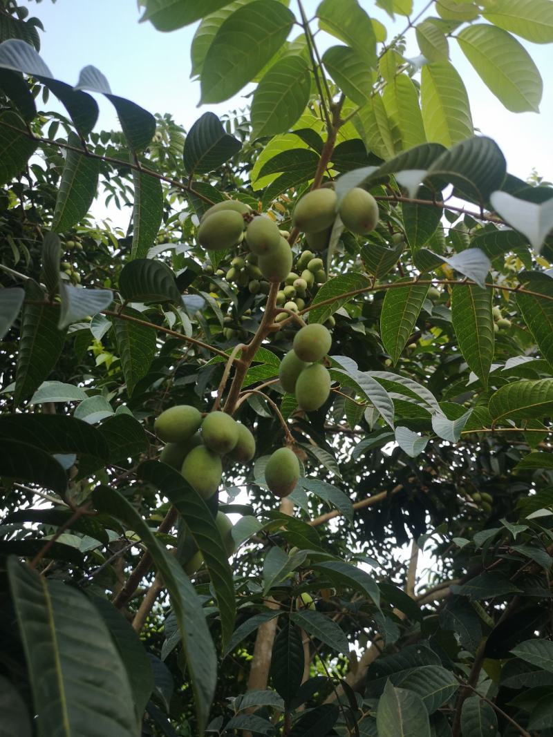 诏安富硒橄榄大量现货