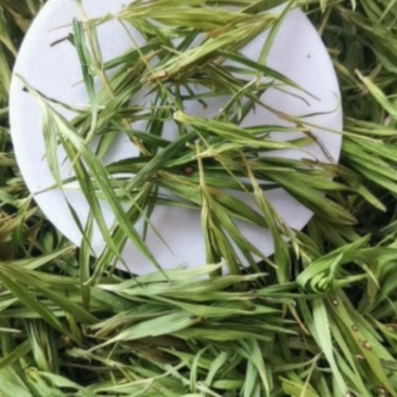 石竹大量批发零售可视频看货