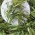 石竹大量批发零售可视频看货