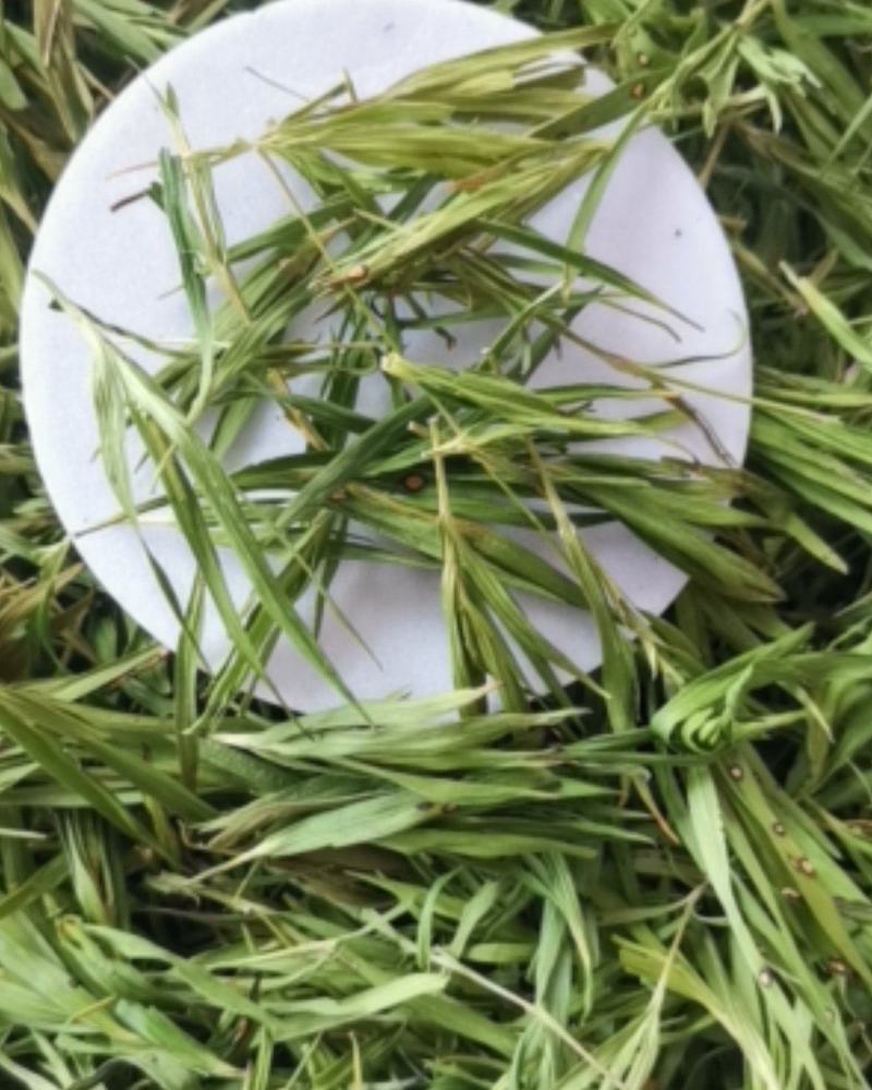 石竹大量批发零售可视频看货