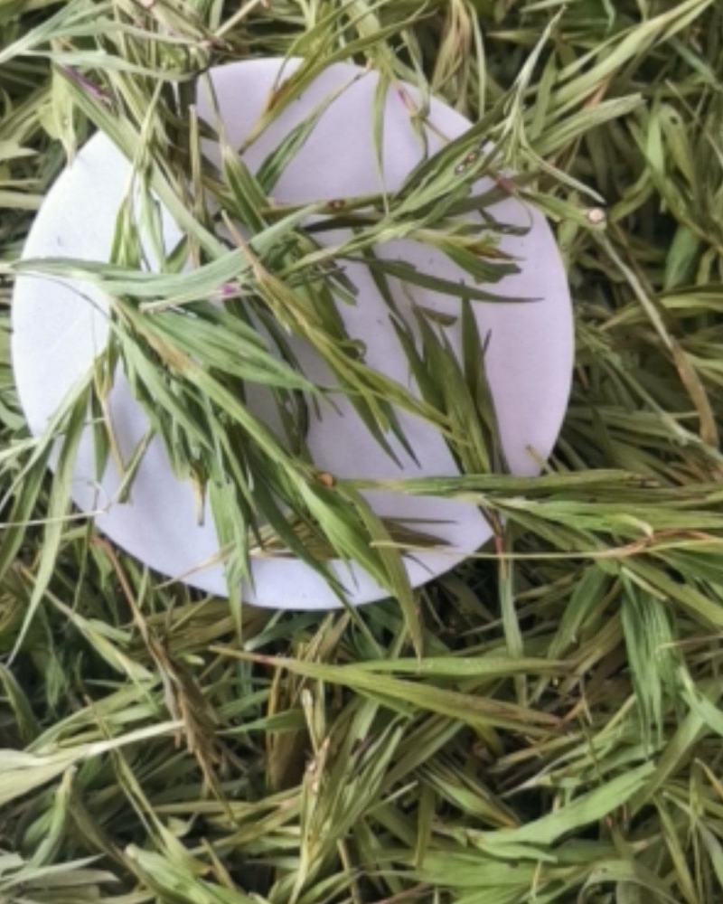 石竹大量批发零售可视频看货