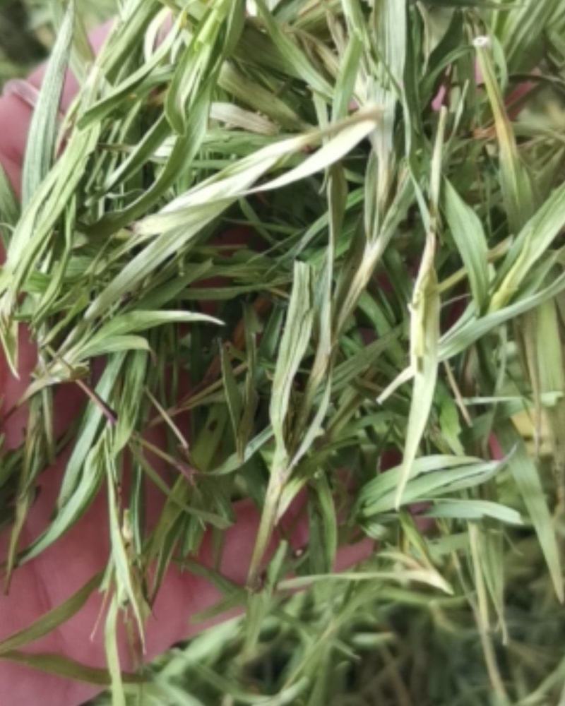 石竹大量批发零售可视频看货