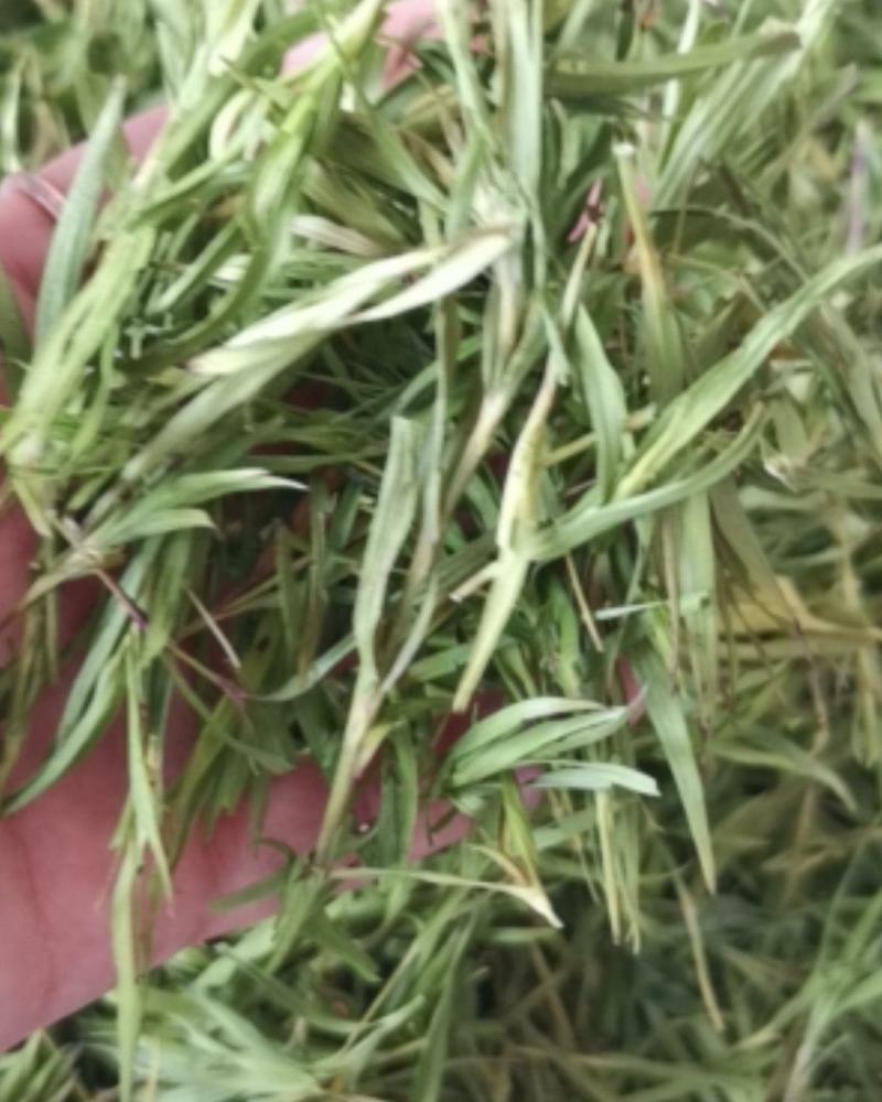 石竹大量批发零售可视频看货