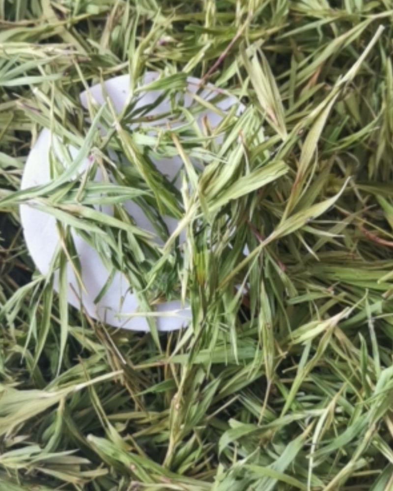 石竹大量批发零售可视频看货