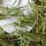 石竹大量批发零售可视频看货