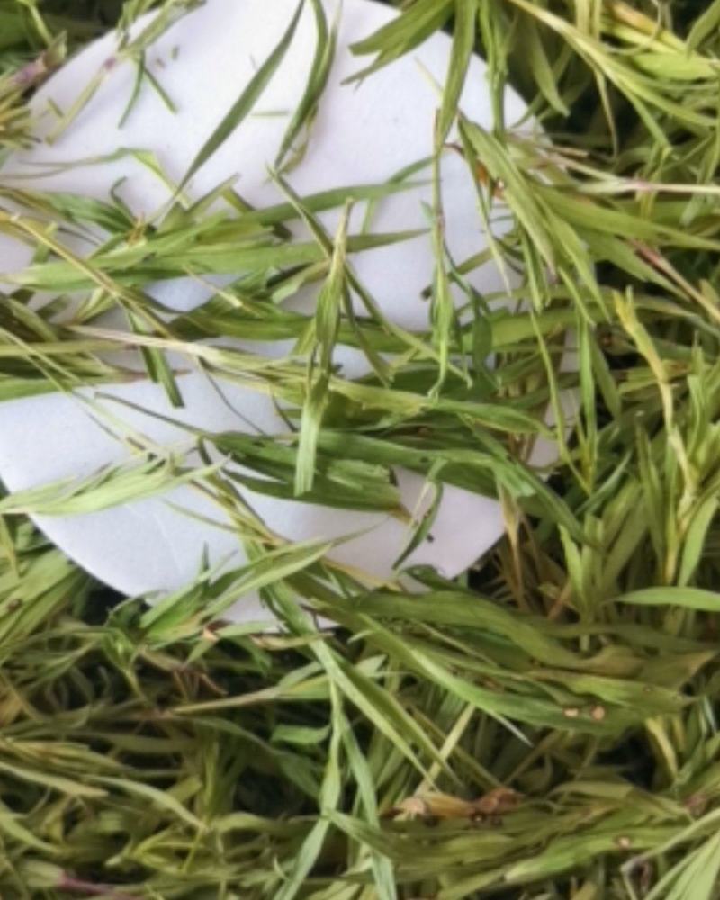 石竹大量批发零售可视频看货