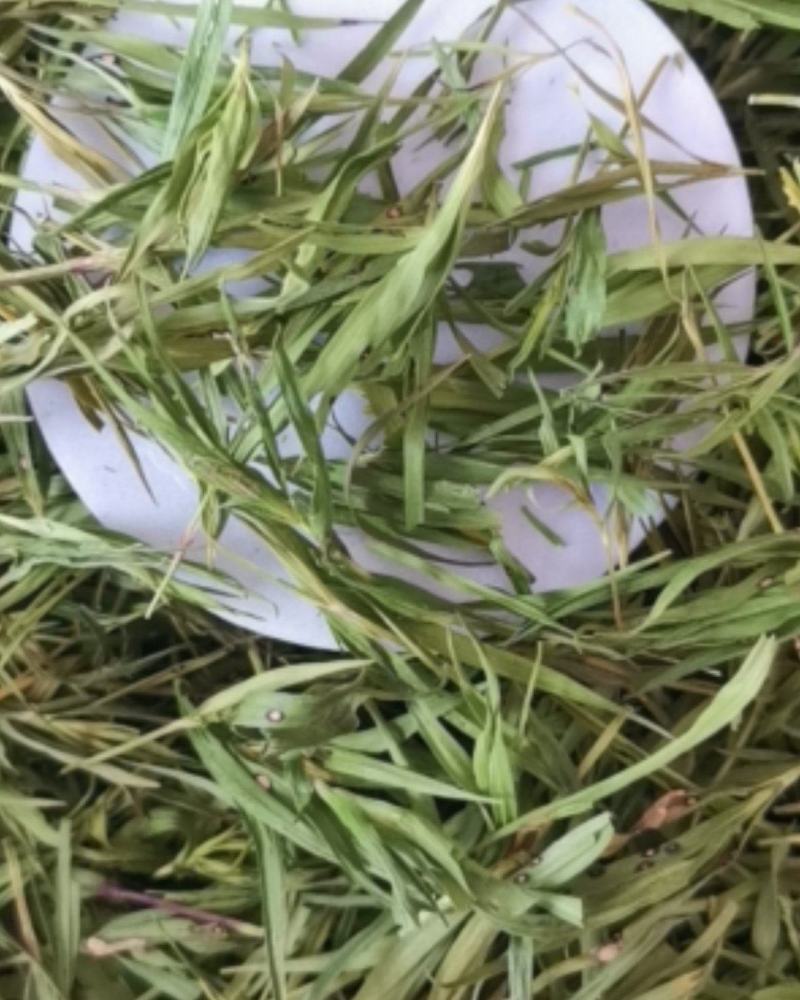 石竹大量批发零售可视频看货