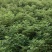 四季玫瑰绿篱小苗大量批发，规格齐全，货源充足，分支粗壮