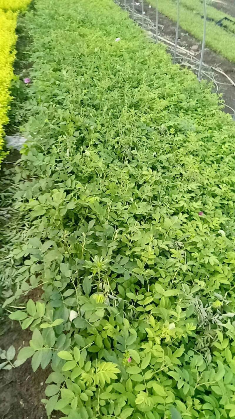 四季玫瑰绿篱小苗大量批发，规格齐全，货源充足，分支粗壮