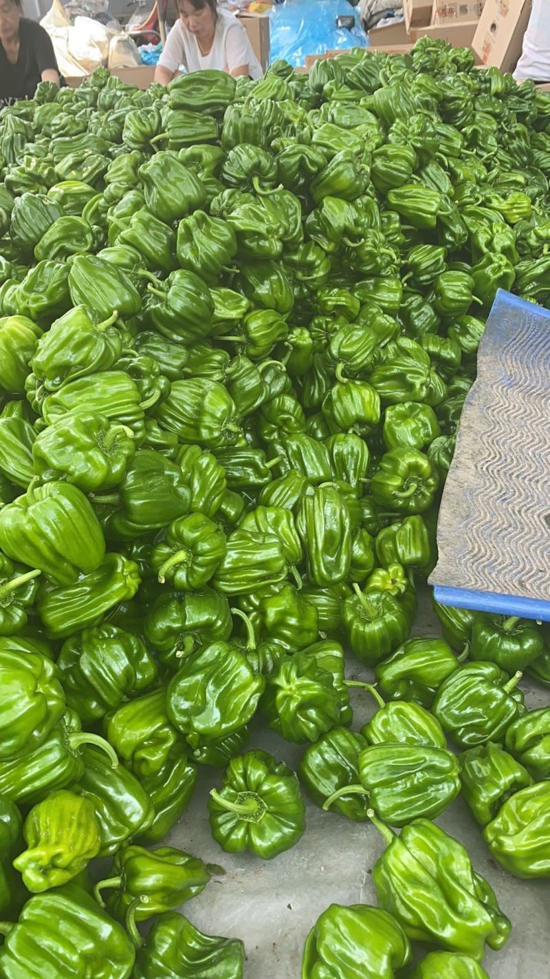 辽宁精品麻辣椒大量上市一手货源期待你的合作