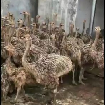 非洲鸵鸟，非洲鸵鸟苗欢迎來养埴厂考察订购包技术包全国托运