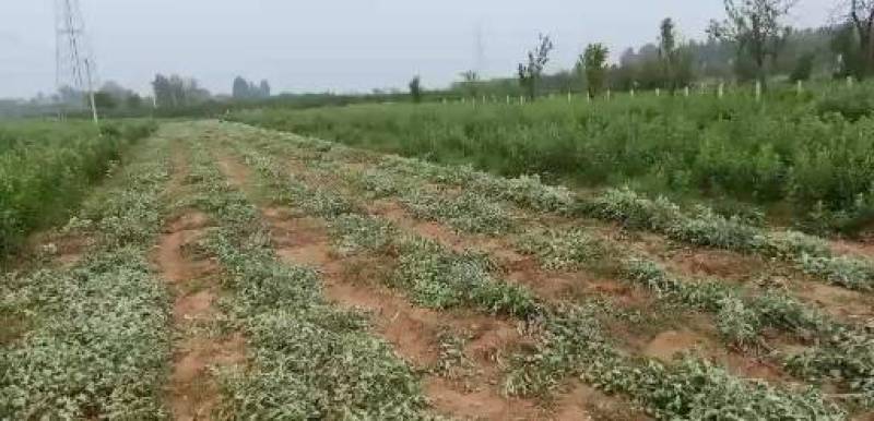 优质大叶艾草全颗出售