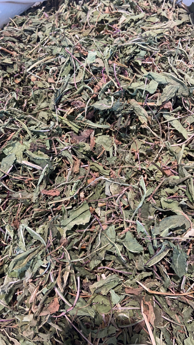 蒲公英基地产的新籽直销包客户回收叶子可签合同