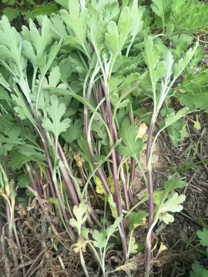 菊花苗苏北菊杭白菊金丝皇菊北京菊亳菊