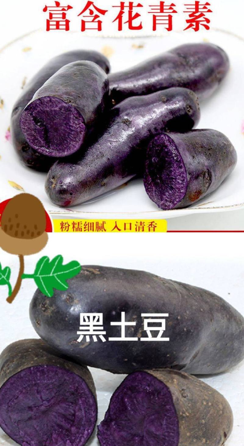 紫黑土豆黑土豆花青素含量高的黑土豆5斤装包邮