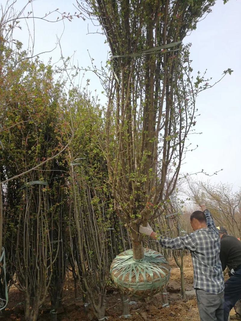 出售优质垂丝海棠，垂丝海棠规格4-12公分，苗圃一手货源