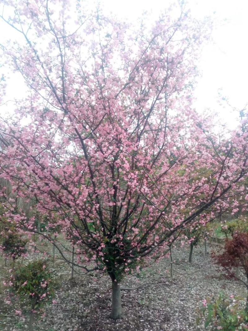 出售优质垂丝海棠，垂丝海棠规格4-12公分，苗圃一手货源