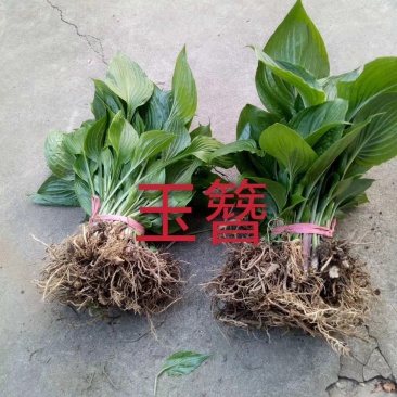 玉簪低价供应全国低价全国各地发货基地直销