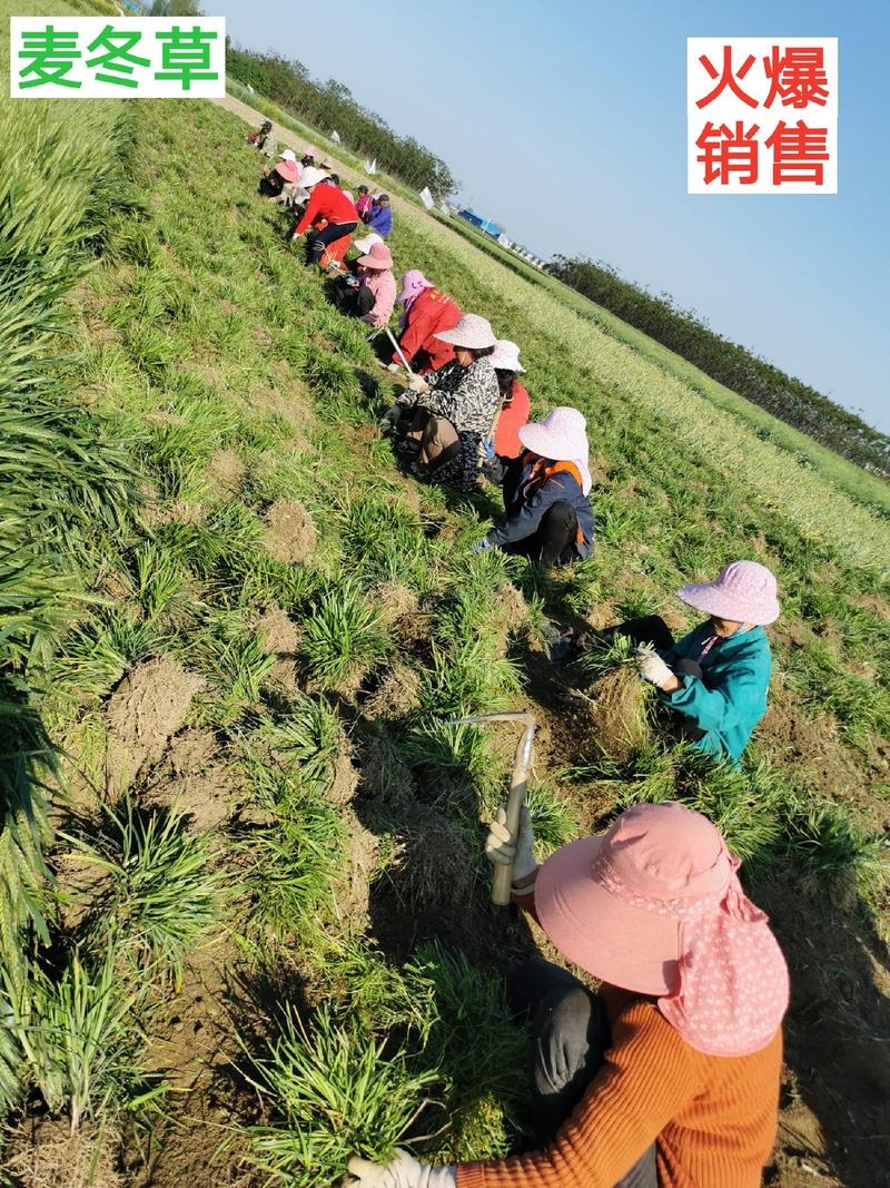 精品无土麦冬草批发中叶麦冬草大量热销园林绿化保质