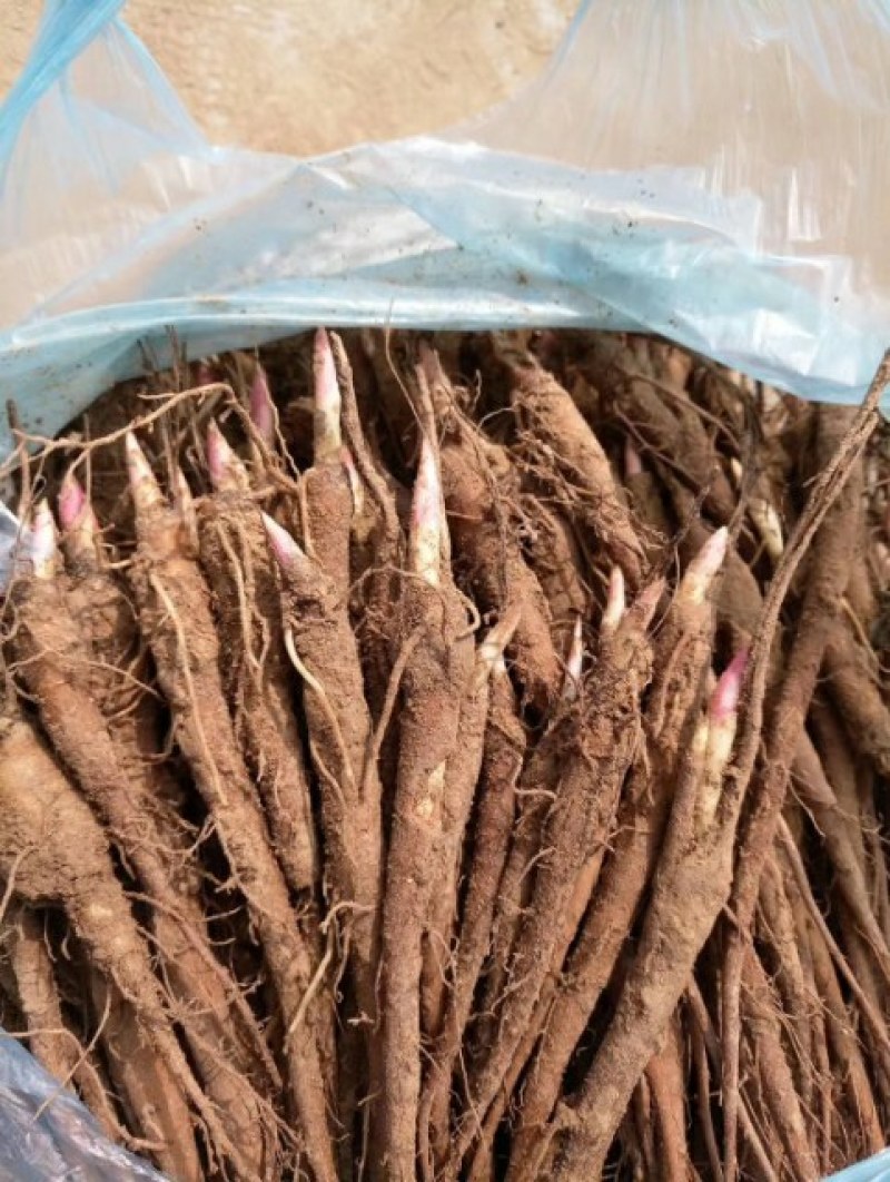 赤芍苗，赤芍分株苗，抗寒品种，产量高，包回收，