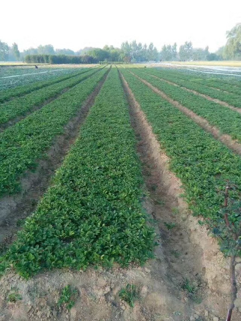 赤芍苗，赤芍分株苗，抗寒品种，产量高，包回收，