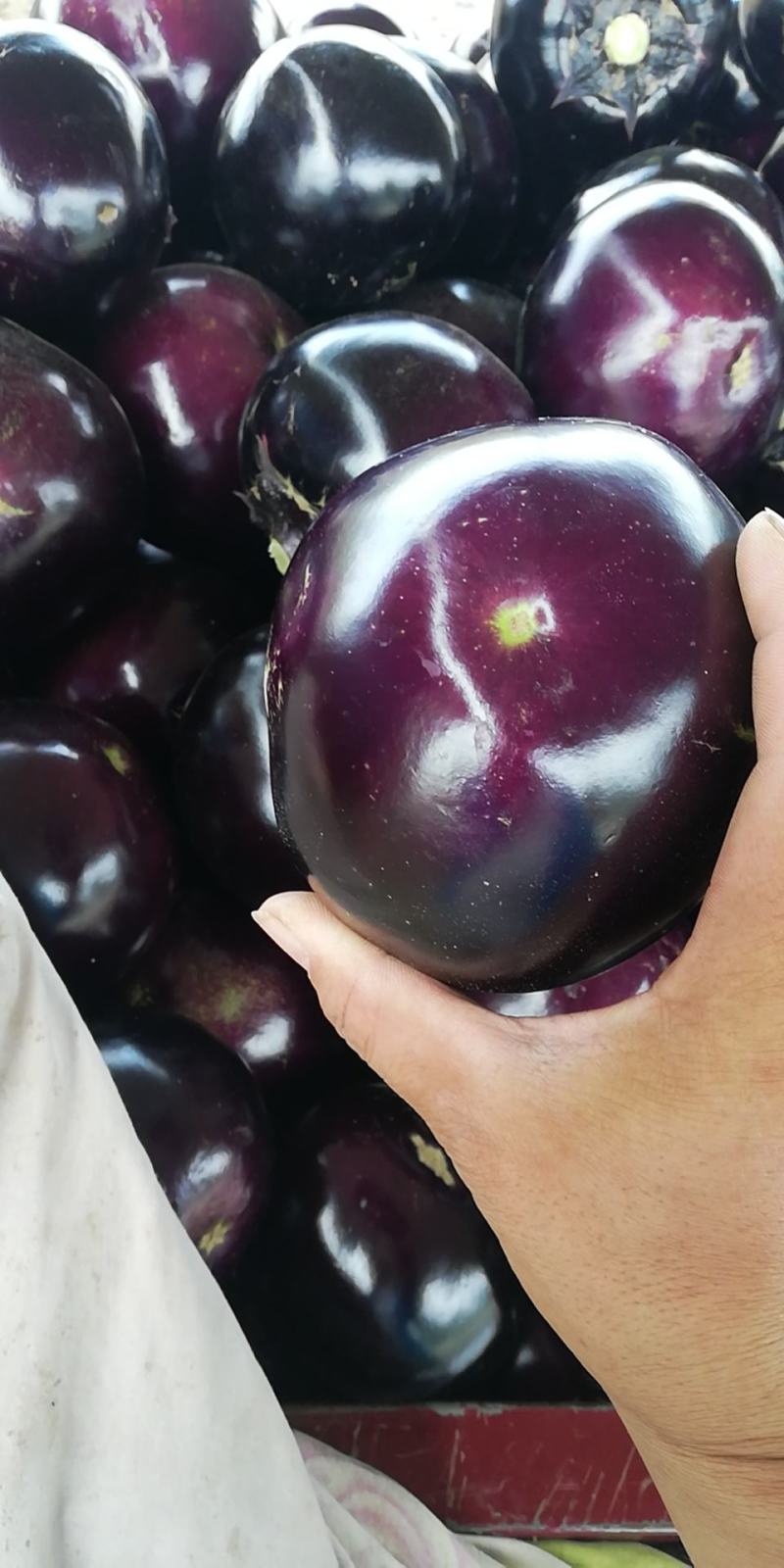 精品紫光圆茄子基地货河南焦作博爱县大量上市质量好有保障