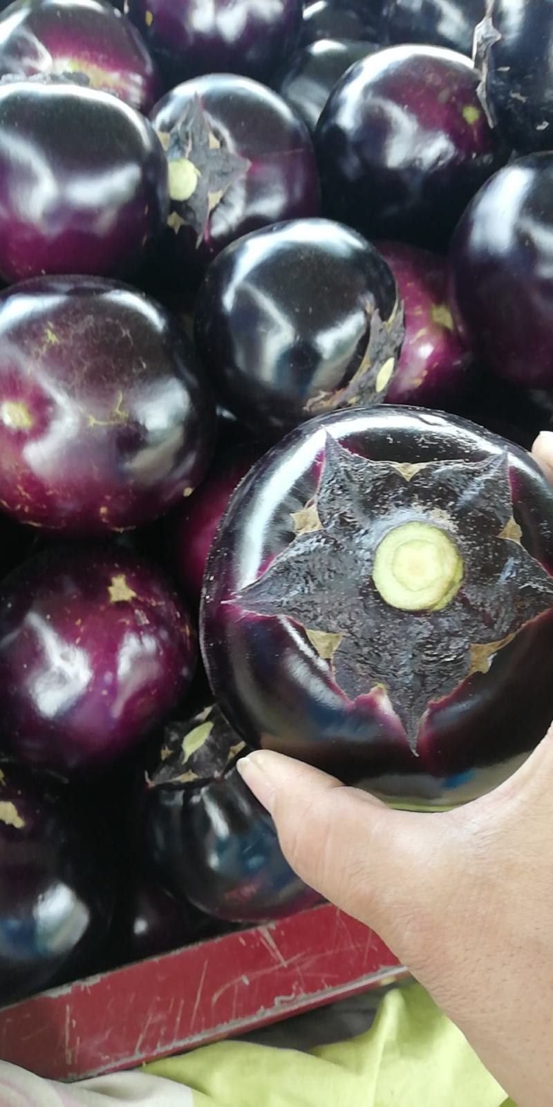 精品紫光圆茄子基地货河南焦作博爱县大量上市质量好有保障