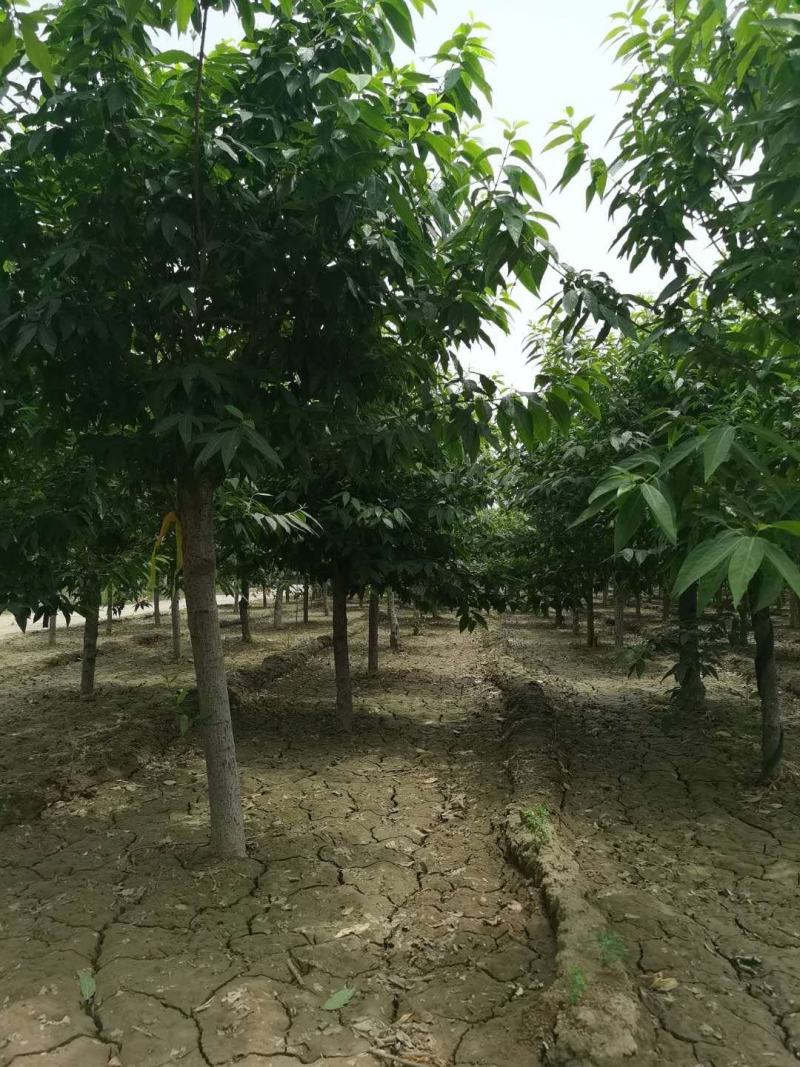 河南供应精品5---45公分腊梅