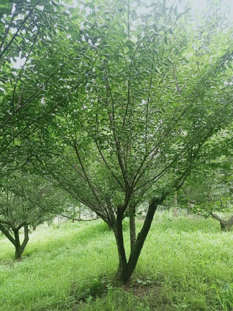 河南供应精品5---45公分腊梅