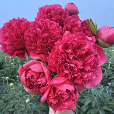 芍药菏泽观赏芍药，色系齐全，芍药鲜切花