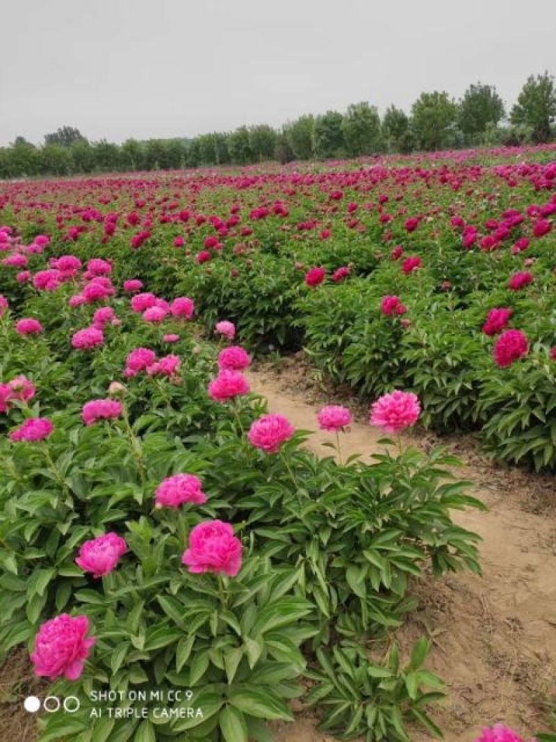 芍药菏泽观赏芍药，色系齐全，芍药鲜切花