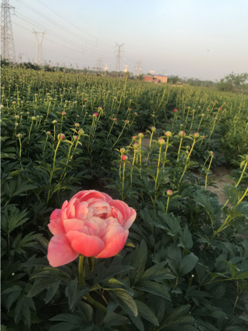 芍药菏泽观赏芍药，色系齐全，芍药鲜切花