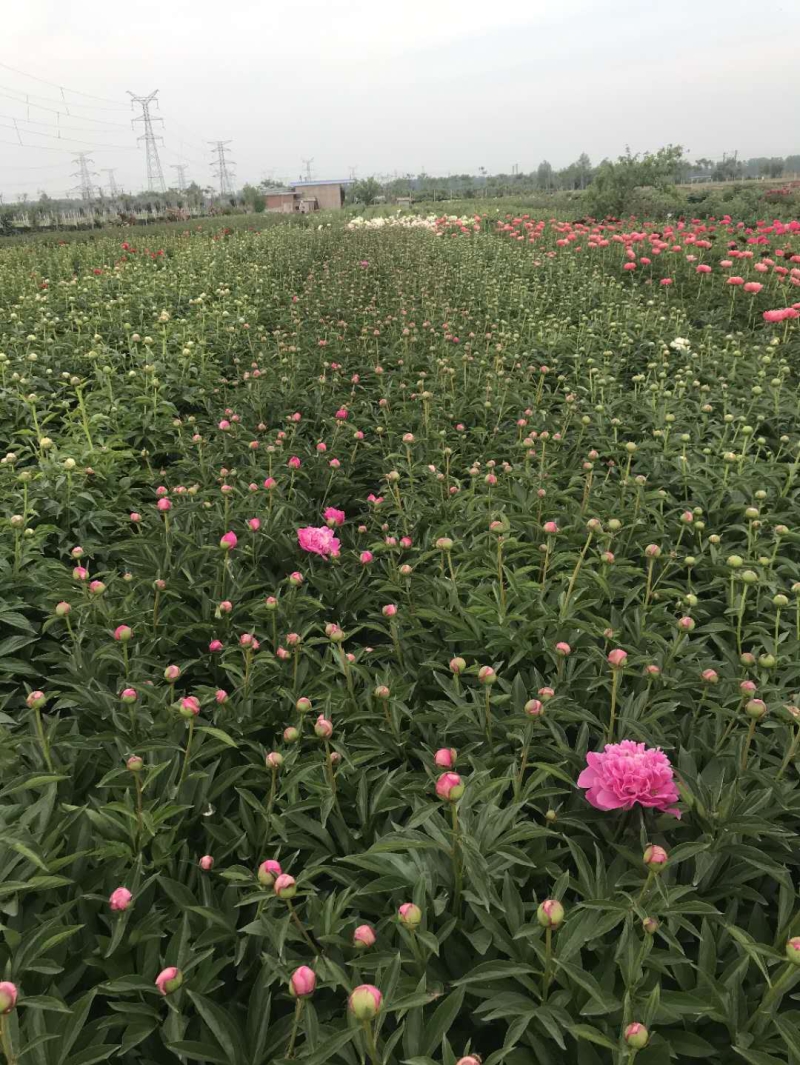 芍药菏泽观赏芍药，色系齐全，芍药鲜切花