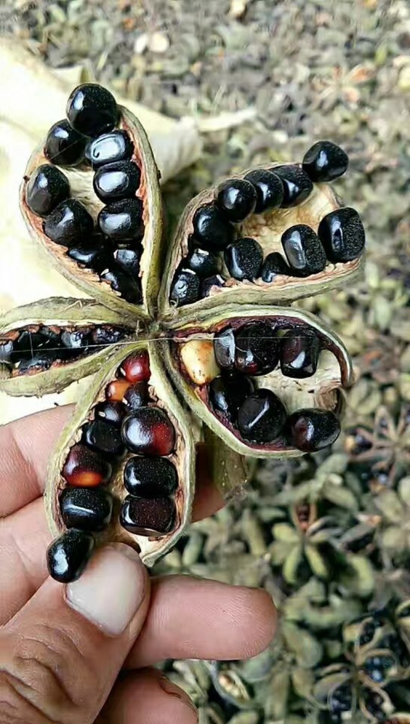 芍药种子，赤芍种子，白芍种子，育苗种子，人工挑拣，价格低